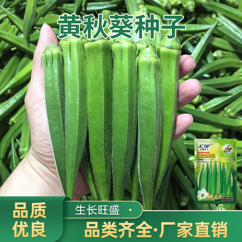 现货热卖黄秋葵种子绿色秋葵种子春夏秋季易种四季高产水果黄秋葵蔬菜种子Yellow okra seeds, green okra seeds, for spring, summer, and autum