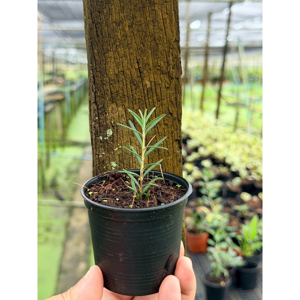 มุมมอง 8