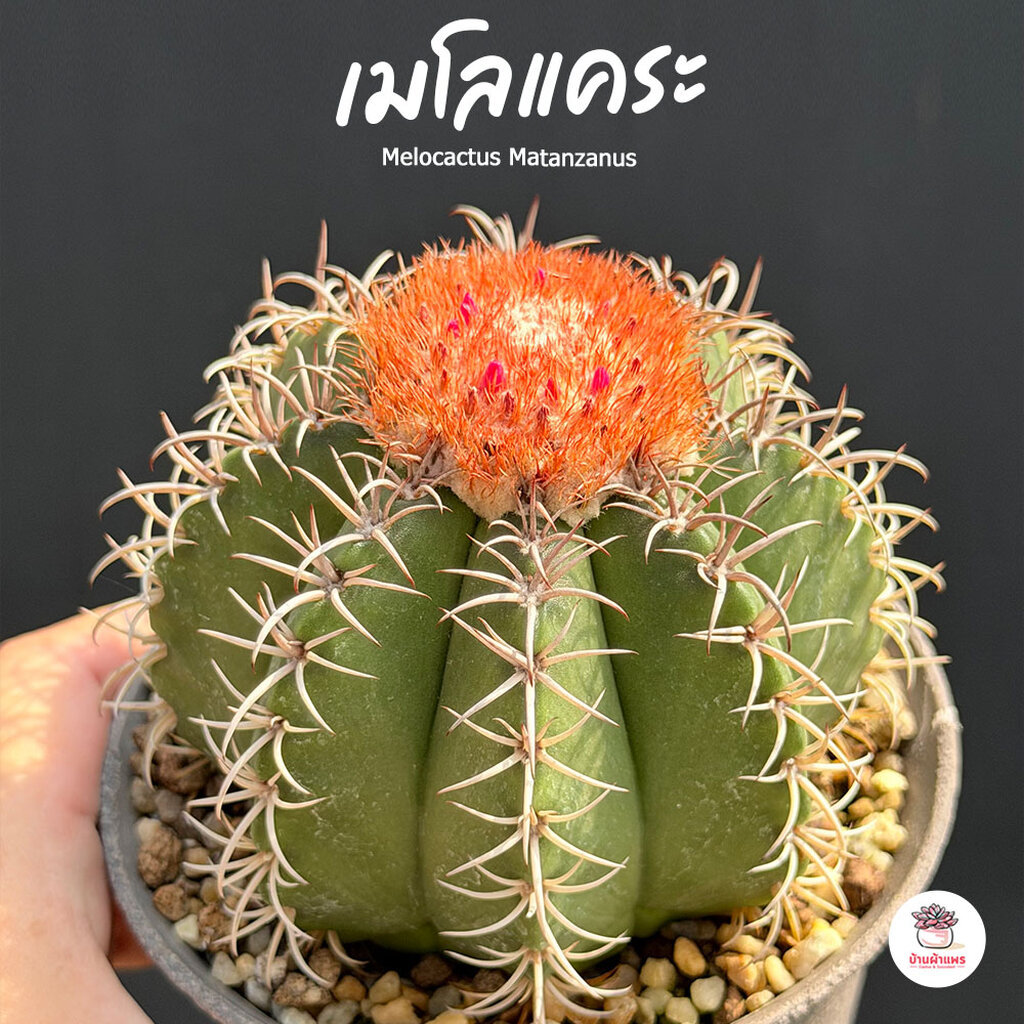 เมโลแคระ Melocactus Matanzanus แคคตัส กระบองเพชร cactus&succulent