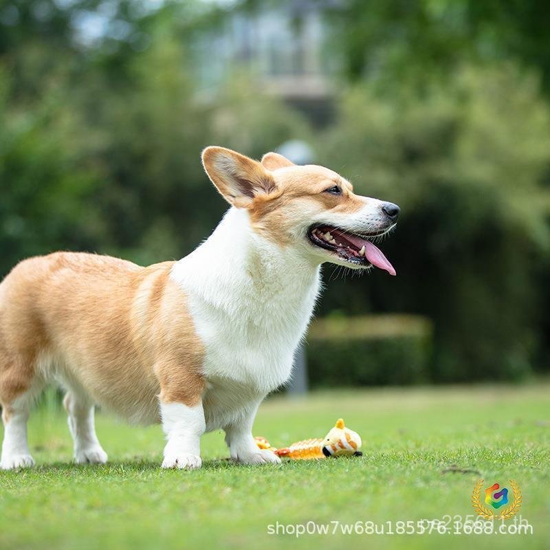 เสียงสุนัขสัตว์เลี้ยง GiGwi Hong Kong Teddy Toy Series Q ฟันกรามสุนัขขนาดกลาง Q น่ารัก French Fighti