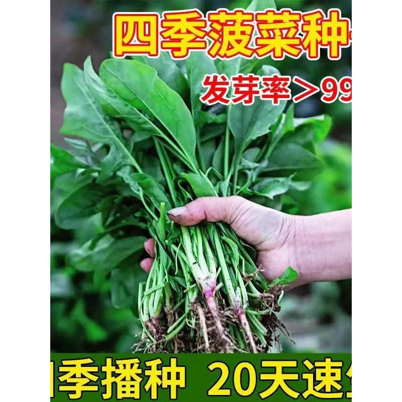 *现货*小尖叶本地土菠菜种子农田菜园高产易种小叶菠菜种子四季蔬菜种子Small-pointed-leaf local heirloom spinach seeds, high-yield for fi
