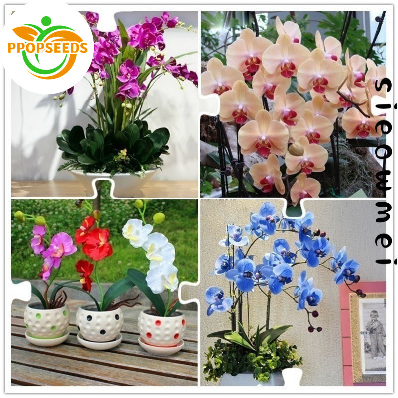 50SEEDS เมล็ดกล้วยไม้ฟาแลนนอปซิส ฟาแลนนอปซิส Phalaenopsis Orchid Seeds พันธุ์ดอกไม้ ต้นไม้มงคล-PPOP 