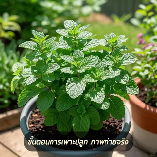 สะระแหน่📌เปเปอร์มิ้นท์📌Peppermint1000 เมล็ด🌼ปลูกง่าย💐กลิ่นหอมสดชื่น🔥สมุนไพรฝรั่ง