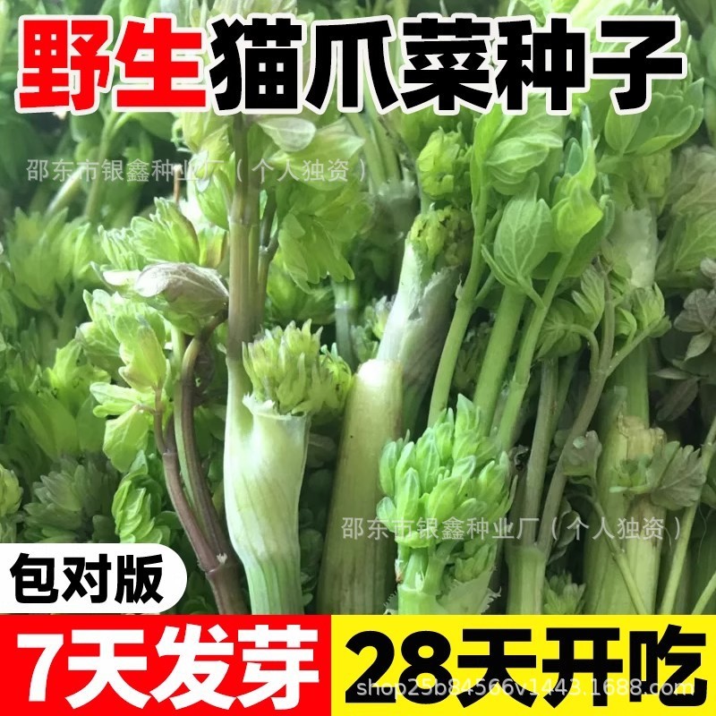 *现货*野生猫爪子种子山野菜种籽唐松菜种籽蕨菜籽原装四季蔬菜种子大全Wild cat’s claw seeds, mountain wild vegetable seeds, Tangsongcai.