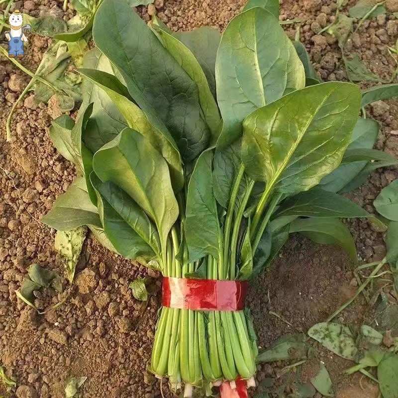 ปวยเล้ง เมล็ดพันธุ์ Spinach Seeds - งอกง่าย 100เมล็ด ใบใหญ่มากทานอร่อย เมล็ดปวยเล้ง Chinese Spinach Vegetable-PPOP SEEDS - รูปที่ 5