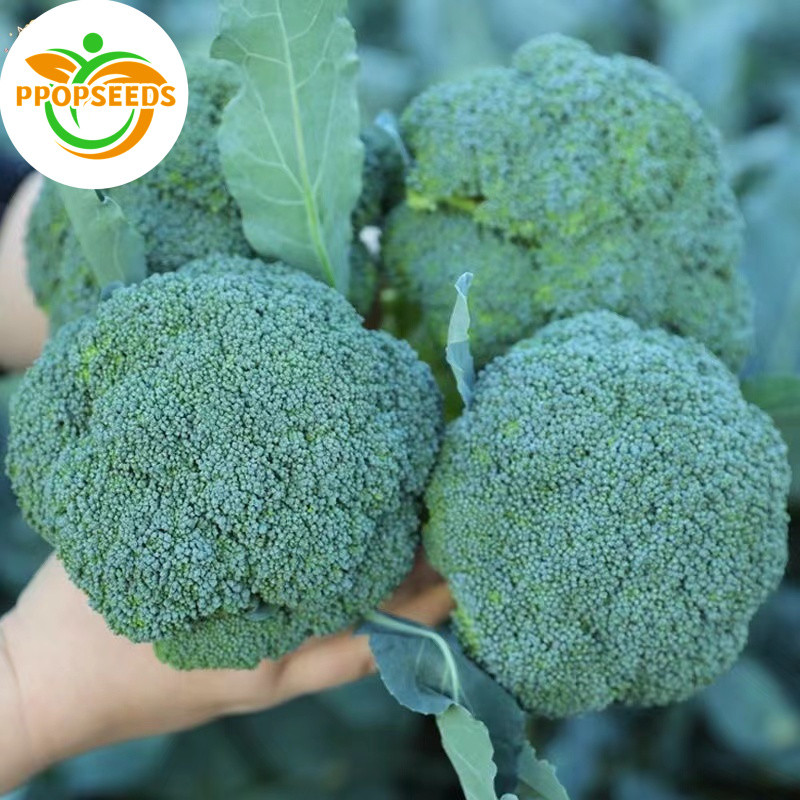 เมล็ดพันธุ์ บล็อคโคลี่ วอลทัม 150 เมล็ด  BROCCOLI SEEDS เมล็ดพันธุ์อินทรีย์ ปลูกกลางแจ้ง-PPOP SEEDS