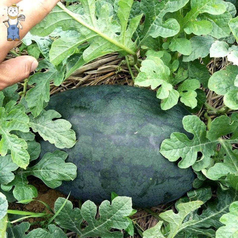 ปลูกง่าย เมล็ดพันธุ์ แตงโมดำ บรรจุ 10เมล็ด Giant Black Beauty Watermelon Seeds Fruit Seeds for Planting-PPOP SEEDS ราคา ถูกที่สุด ดีลบีเคเค แกลเลอรีภาพที่ 3