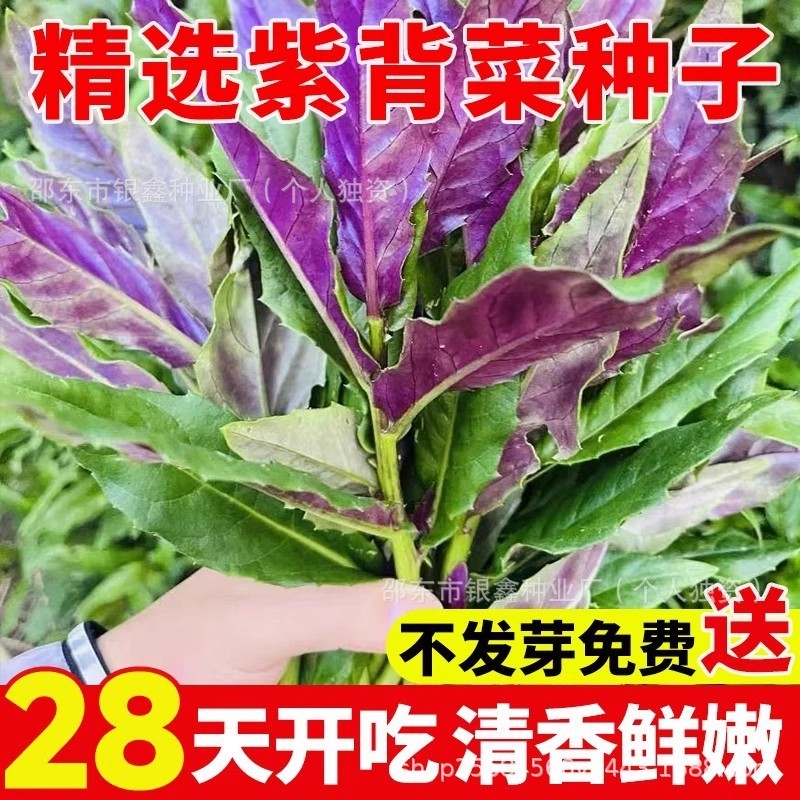 *现货*天然紫背菜种籽观音菜种子红背菜种子原装四季蔬菜种子大全代批发Natural purple-veined vegetable seeds, Guanyin vegetable seeds, re