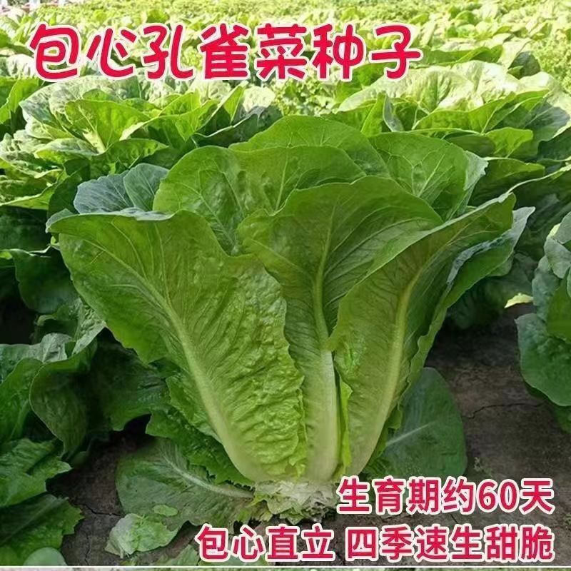 *现货*包心孔雀菜种子沙拉菜种籽罗马生菜原装四季蔬菜大全批发自种叶菜Napa cabbage peacock vegetable seeds, salad vegetable seeds, romai