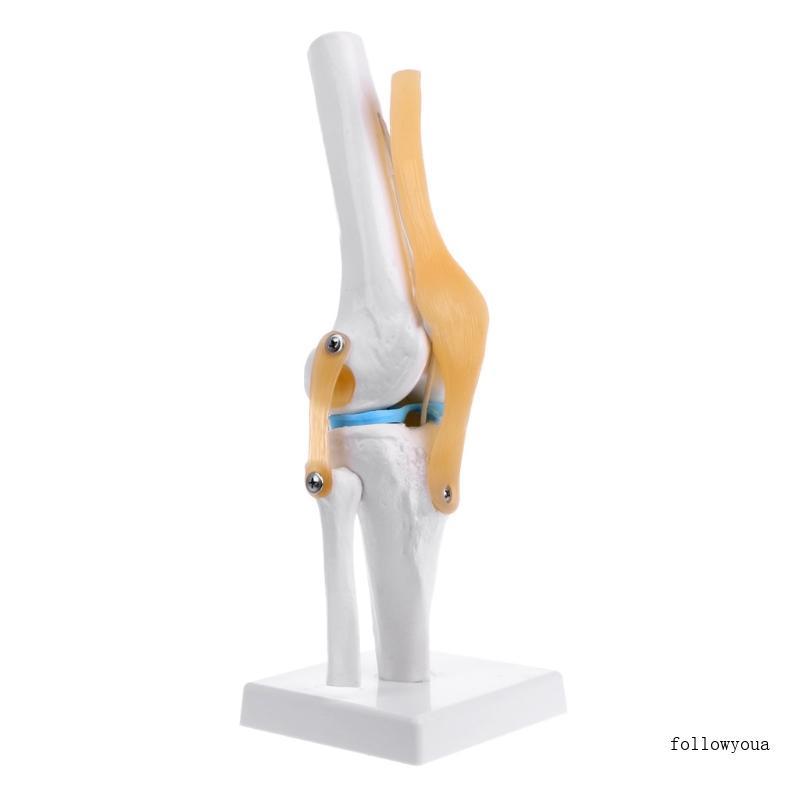 Fol Human Anatomical Knee Joint ยืดหยุ่นโครงกระดูกรุ่น Medical Learning Aid Anatomy