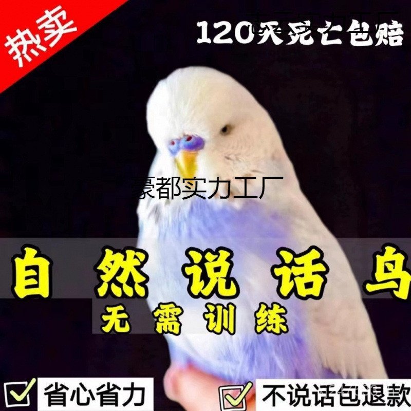 สัตว์เลี้ยง UA9X ไม้ประดับนก Black Phoenix พูด Parrot Living Ornament Bird Young Bird Budgeeria Peon