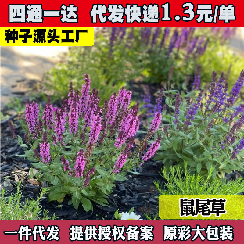 现货蓝花鼠尾草花种子一串兰花籽多年生耐寒四季播种开花庭院花种籽子Blue sage flower seeds, a string of orchid seeds, for many years.202