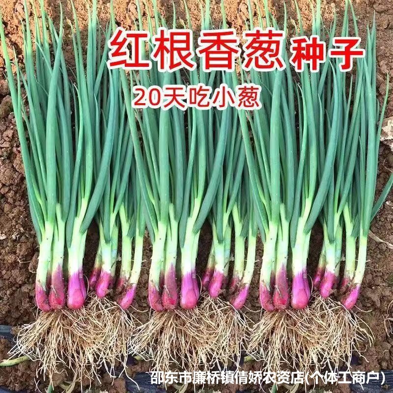 现货热卖红根小香葱种子大全葱种红皮香葱小葱种籽孑原装种子大全Red-rooted Small Fragrant Onion Seeds – Complete Collection of Onion S