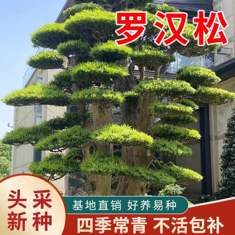 ลิ้นมุกแช่เย็น Arhat Pine Seeds Concubine Red Sprout Pearl ไต้หวัน Lanyu Arhat Pine Seeds