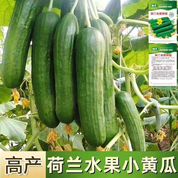 *现货*荷兰水果黄瓜种子无刺小黄瓜种籽原装四季蔬菜黄瓜代批发新品种Dutch fruit cucumber seeds, thornless mini cucumber seeds20260408