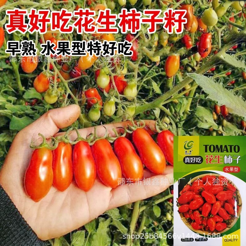 *现货*真好吃花生柿子种子小番茄籽洋柿子台湾圣女果籽四季播小西红柿孑So delicious: peanut, persimmon seeds, cherry tomato seeds, and Ch