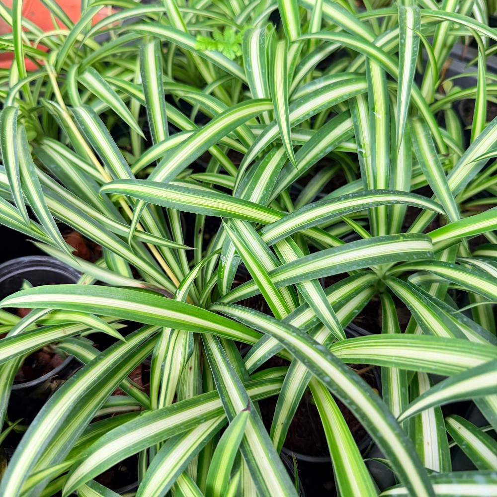 มุมมอง 4