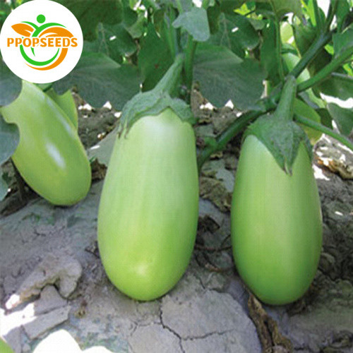 Dwarf Eggplant Seeds เมล็ดพันธุ์ มะเขือยักษ์ พันธุ์หยกภูพาน (Yok Poo Pan Giant   Eggplant Seed) บรรจ