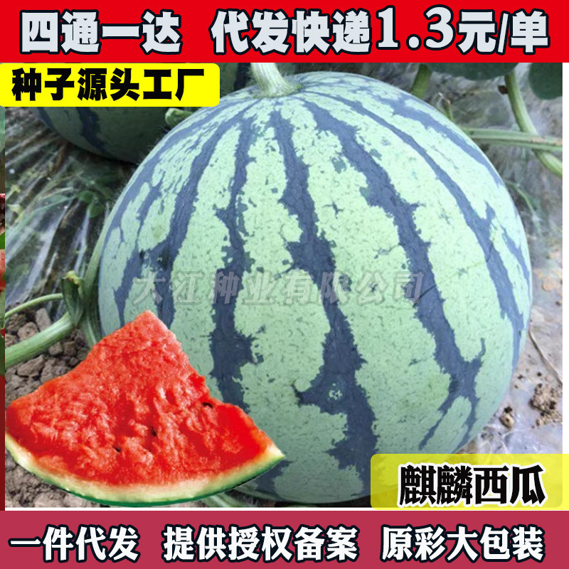 现货冰糖麒麟西瓜种子麒麟西瓜8424西瓜种籽种农作物四季春甜西瓜种孑Rock sugar Qilin watermelon seeds, Qilin watermelon 842.20260405