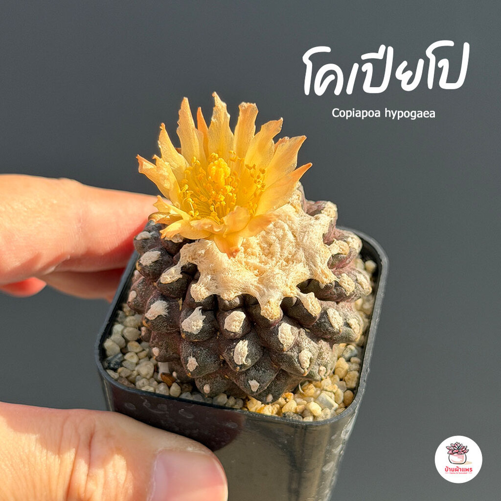 โคเปียโป Copiapoa hypogaea แคคตัส กระบองเพชร cactus&succulent