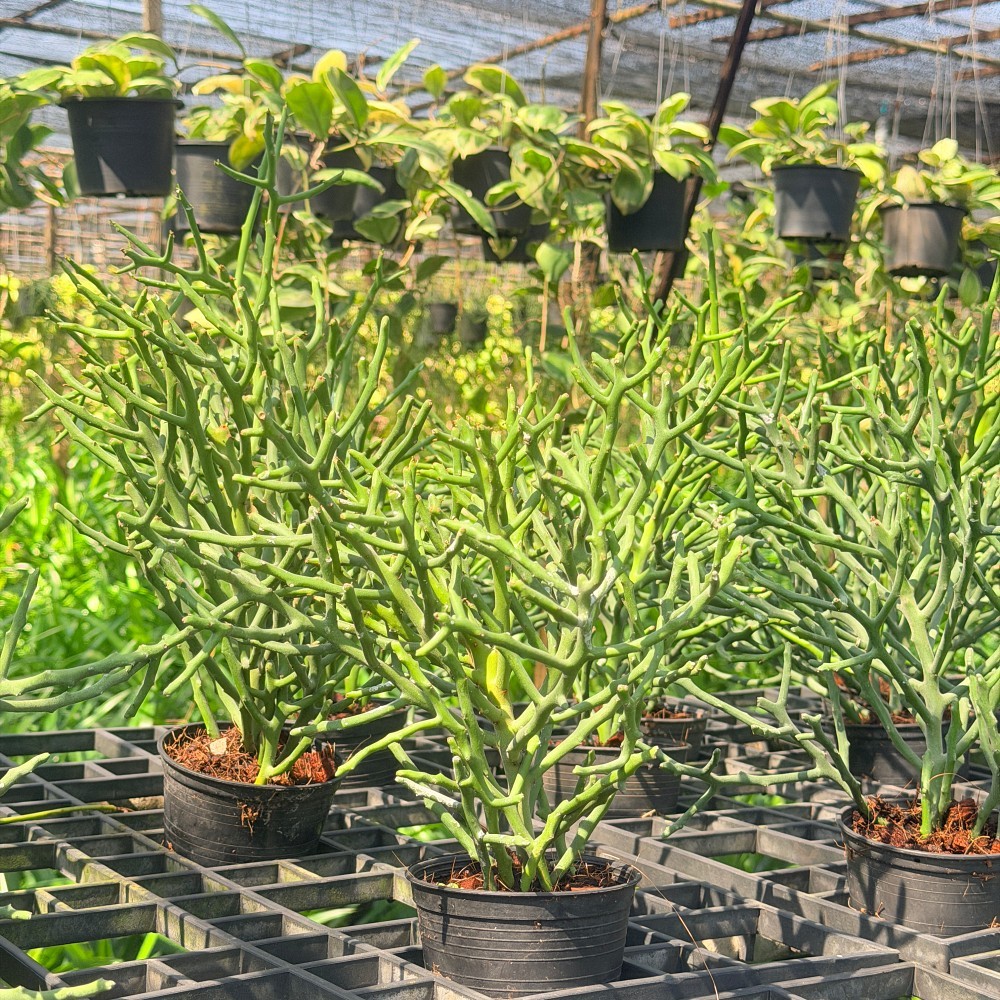 มุมมอง 2