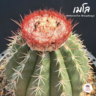 เมโลแคคตัส Melocactus Broadwayi แคคตัส กระบองเพชร cactus&suc…
