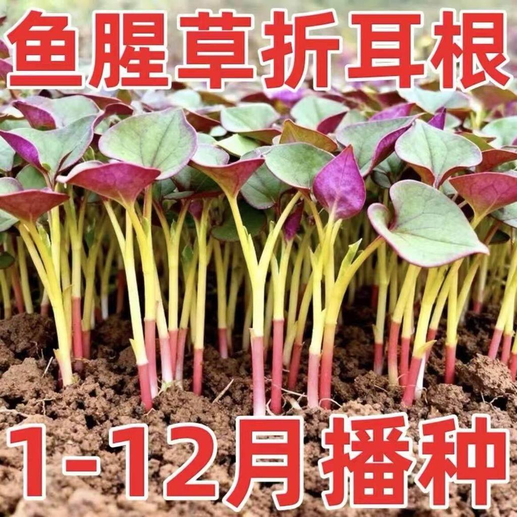 现货热卖鱼腥草折耳根种子1-12月播种家庭园艺阳台盆栽易种蔬菜种子Sowing of Houttuynia cordata Thunb seeds from January to December20
