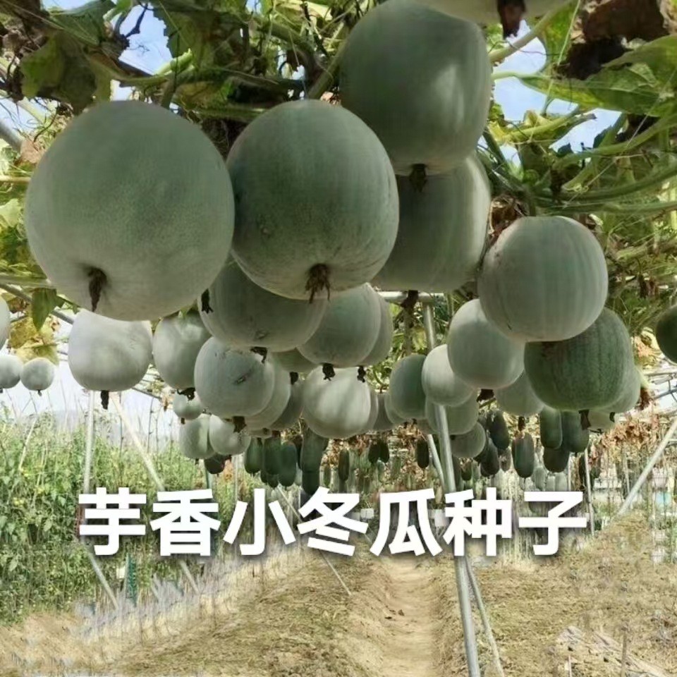 现货热卖芋香小冬瓜种子小型早熟冬瓜种籽近圆形可搭架或爬地庭院田园栽培Taro-Flavored Small Winter Melon Seeds – Compact, Early-Maturing V