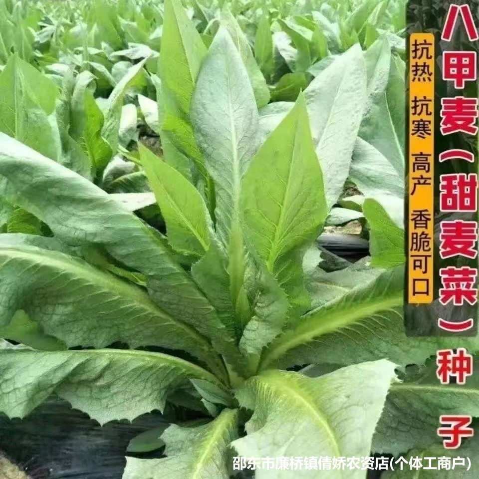 现货热卖八甲唛甜麦菜种子大全广东油麦菜孑蔬菜种籽原装种子大全Bajiamai Sweet Pak Choi Seed Collection, Guangdong Oilseed Pak Choi202