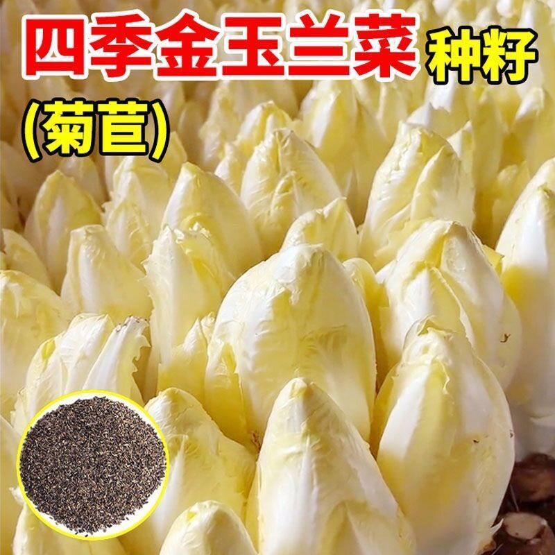 现货热卖金玉兰菜种子多年生白王兰菊苣菜籽四季蔬菜原装种子大全Golden Jade Orchid Vegetable Seeds, Perennial White King Orchid Chicor
