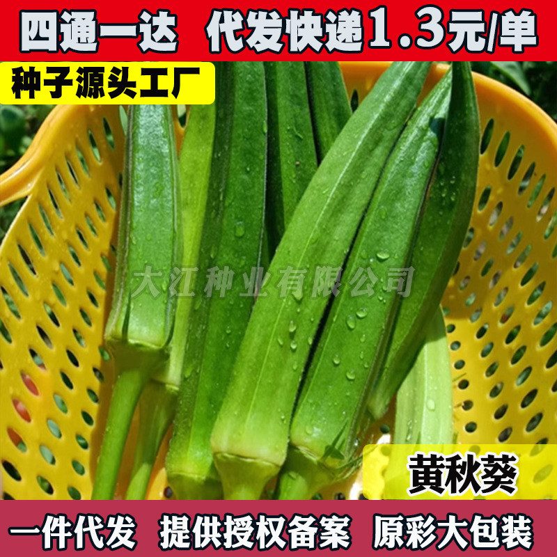 现货秋葵种子种孑籽黄红秋葵种子阳台盆栽农家庭院四季播种蔬菜种子Okra seeds, yellow and red okra seeds, for balcony gardening20260405