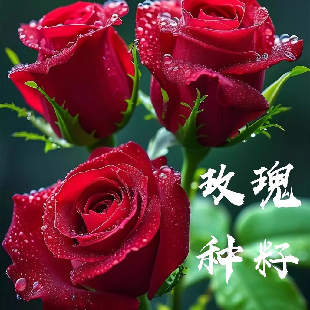 现货玫瑰花种籽子四季开花盆栽花卉植物室内外鲜花种子易爆盆庭院阳台Rose seeds, four-season blooming potted flowers, plants.20260405