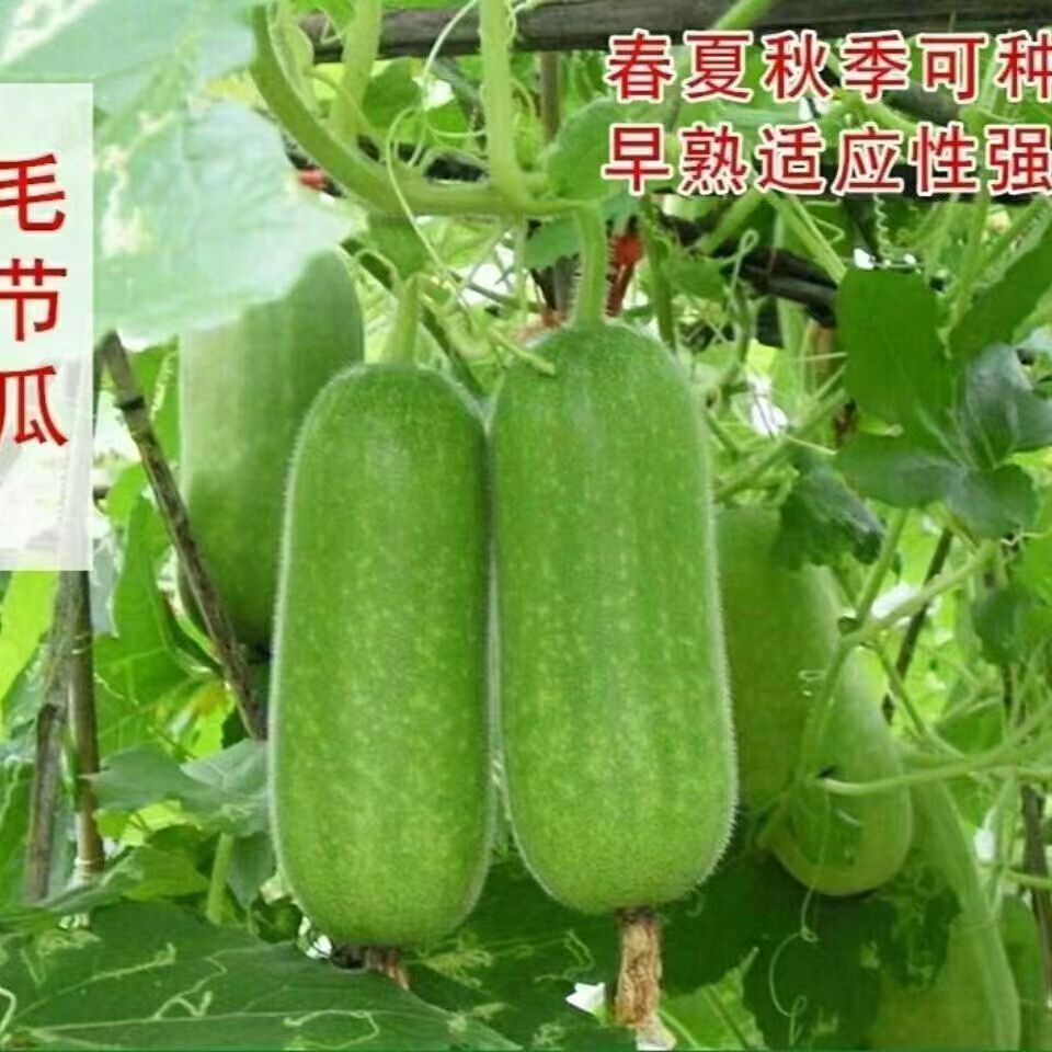 *现货*瑞丽小节瓜种子迷你小冬瓜种籽早熟小毛瓜农家庭院瓜果种Ruili small节melon seeds, mini winter melon seeds, early-maturing.20260