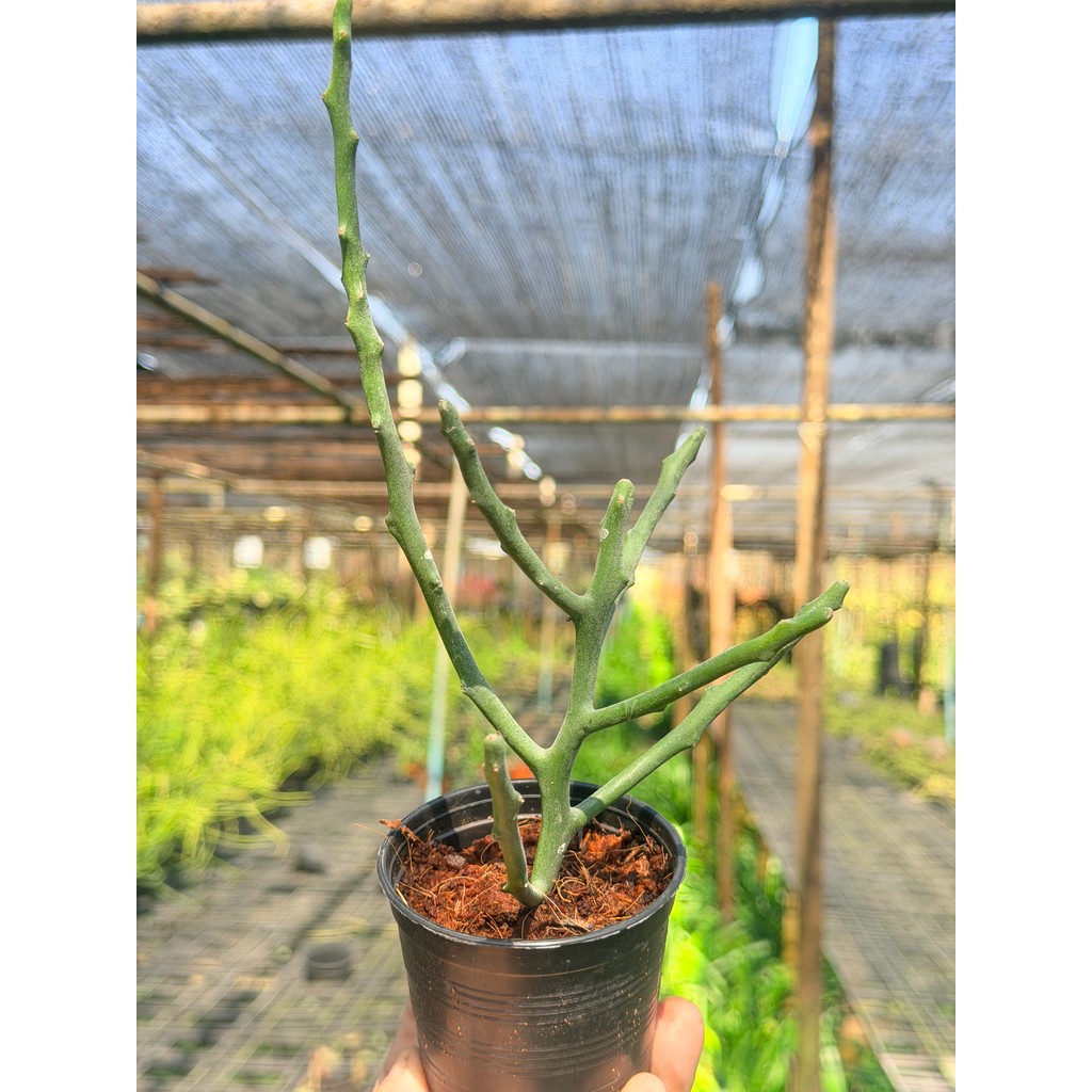 มุมมอง 2