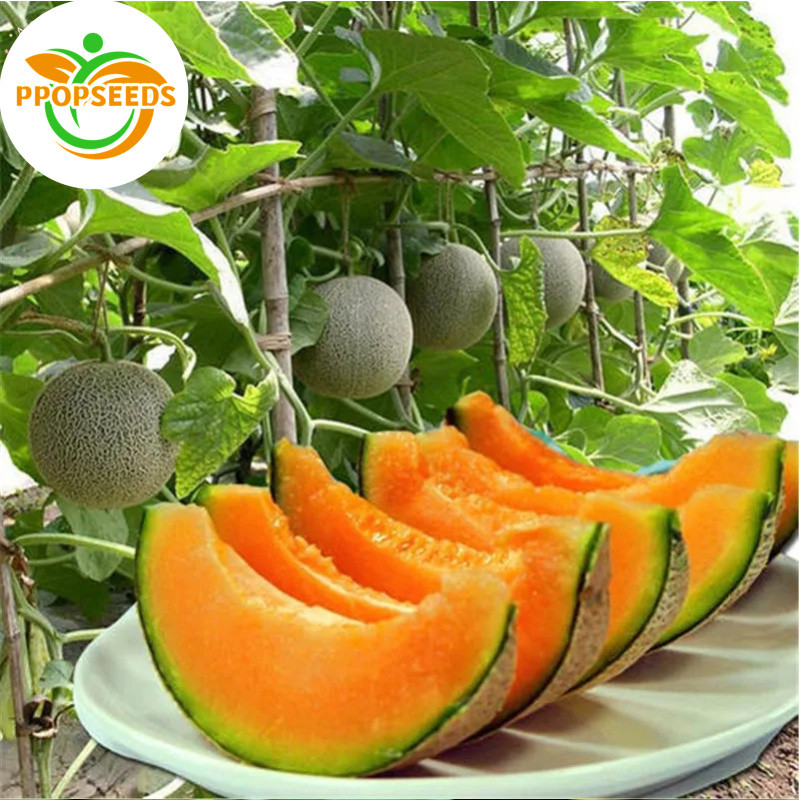 เมล็ดพันธุ์อินทรีย์ ปลูกกลางแจ้ง เมล็ดพันธุ์ ฮามิ เมล่อน บรรจุ 20เมล็ด Hami Melon Seeds Sweet Cantaloupe Frui-PPOP SEEDS