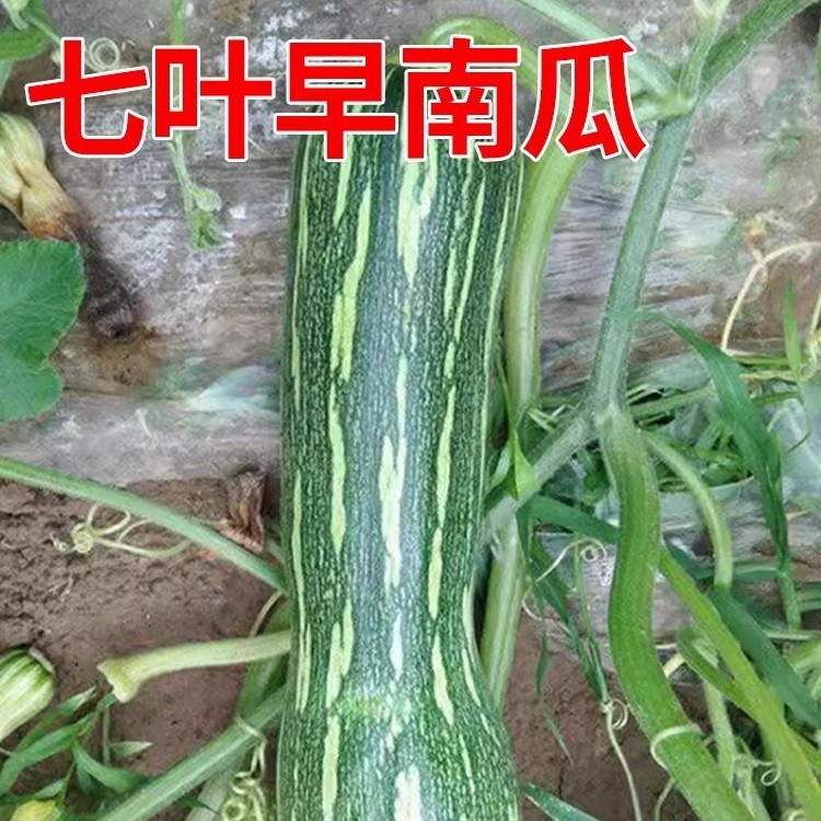 *现货*七叶早南瓜种子早熟南瓜种籽原装四季蔬菜种子大全菜种子代发批发Seven-Leaf Early Pumpkin Seeds, Early-Maturing Pumpkin Seeds, Orig