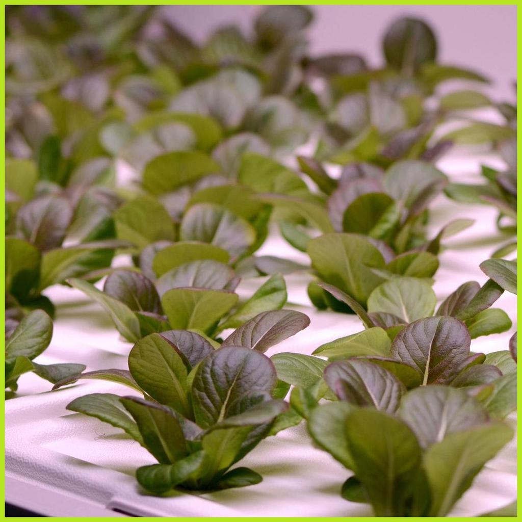 ปลูกฟองน้ํา Rooting Hydroponic อุปกรณ์ทําสวน 50 ชิ้นปลั๊ก Rooter สําหรับในร่มสําหรับการขยายพันธุ์ un