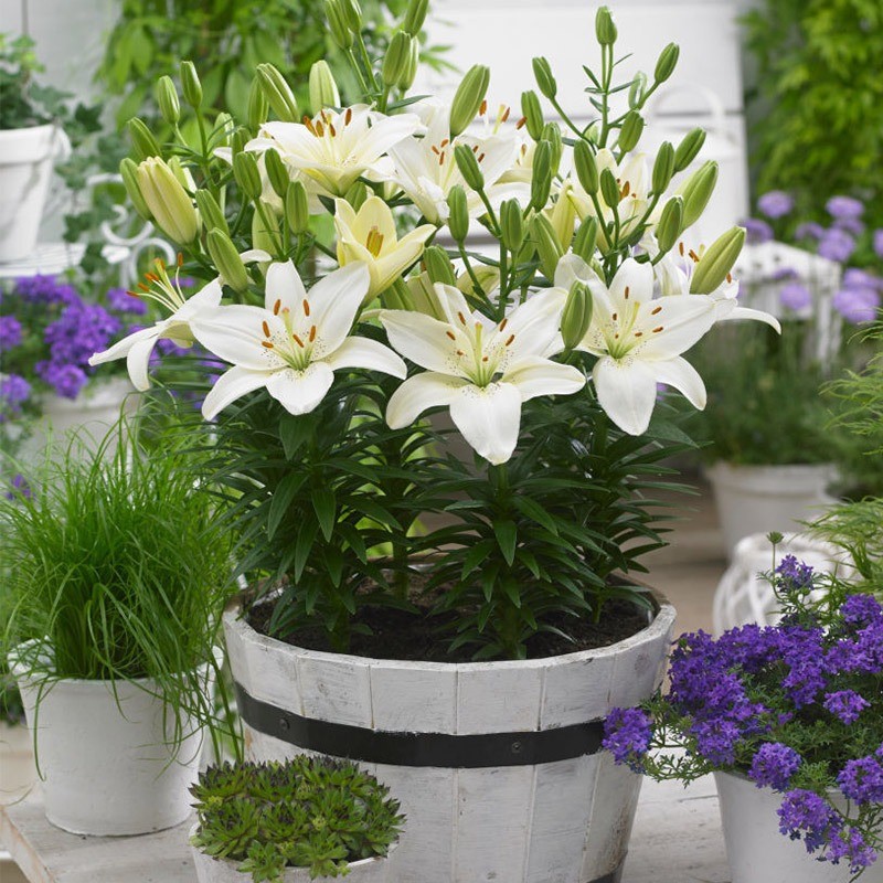 พร้อมสต็อก จัดส่งด่วน น้ําหอม Lily Seed Ball ดอกไม้ขนาดใหญ่ประตูไม้ Lily Flower Ball Four Seasons Bl