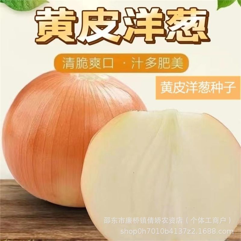 现货热卖黄皮洋葱种子高产洋葱籽球形葱特色蔬菜种籽早熟高产蔬菜种子大全Yellow-skinned onion seeds, high-yield onion bulbs, spherical onio