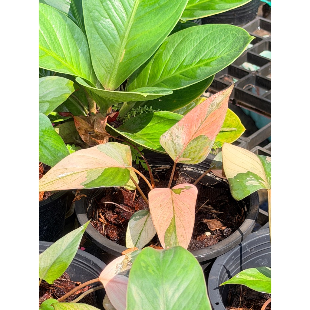 มุมมอง 3