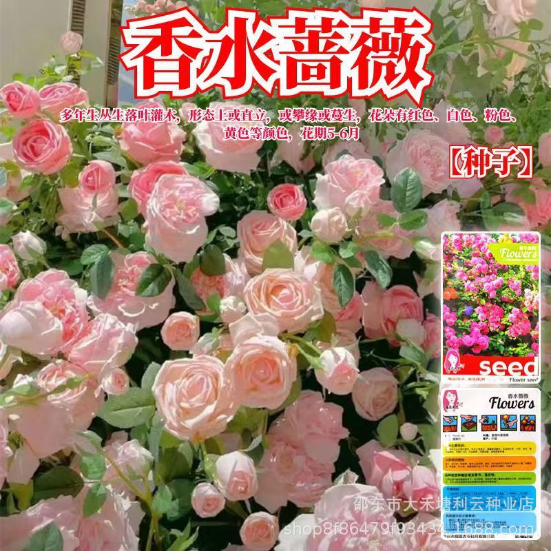 น้ําหอม Rose Seed Four Seasons Easy Planting Years Raw Rose Flower Seed Courtyard Climbing Perfume R