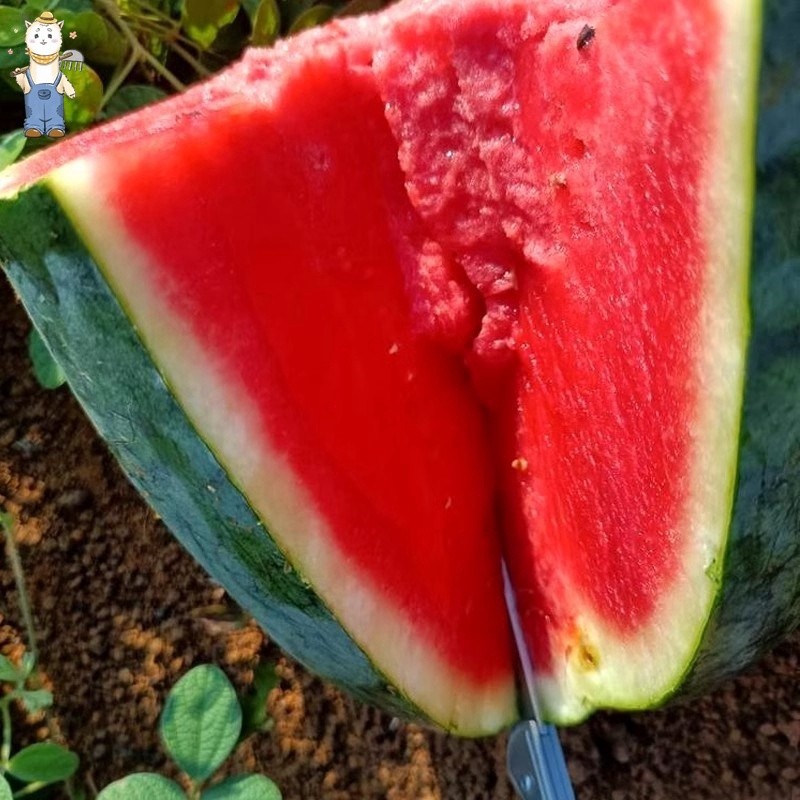 ปลูกง่าย เมล็ดพันธุ์ แตงโมดำ บรรจุ 10เมล็ด Giant Black Beauty Watermelon Seeds Fruit Seeds for Planting-PPOP SEEDS ราคา ถูกที่สุด ดีลบีเคเค แกลเลอรีภาพที่ 6