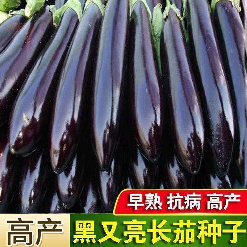 *现货*绿把茄子种子黑长茄种籽紫红长茄子种原装四季蔬菜种子大全菜种子Green handle eggplant seeds, black long eggplant seeds, purple-red