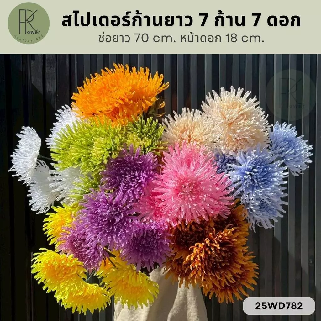 สไปเดอร์ก้านยาว 7 ก้าน 7 ดอก ช่อยาว 70 cm. หน้าดอก 18 cm.