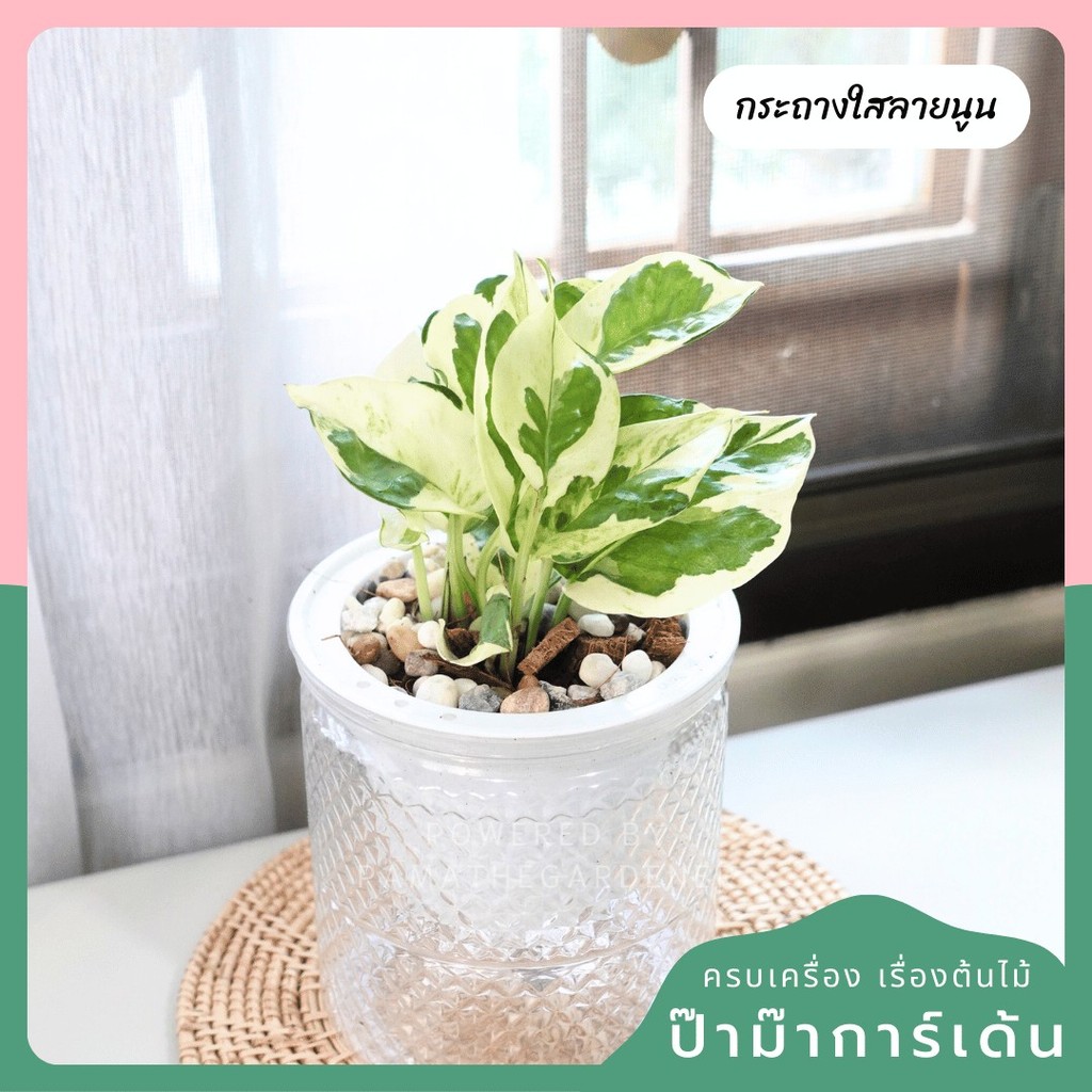 มุมมอง 6