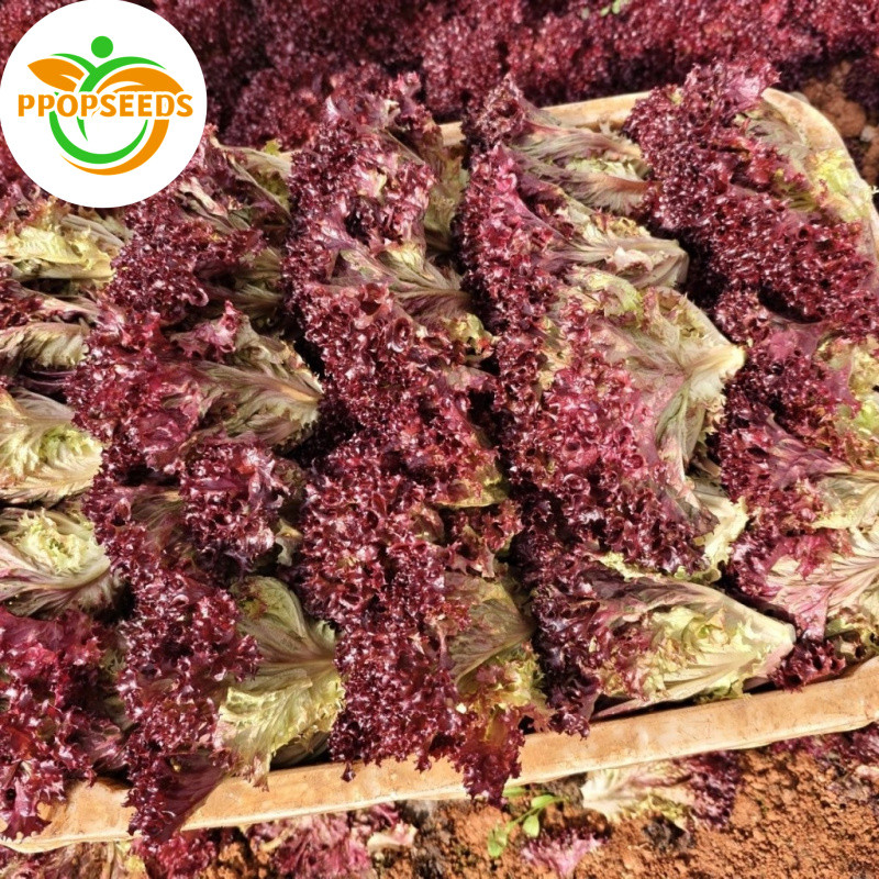 เมล็ด​พันธุ์​ สลัด​ เรดคอรัล​ red coral lettuce​ 500​เมล็ด​ F1 Seeds-PPOP SEEDS