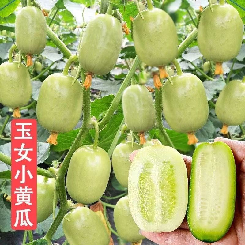 *现货*迷你玉女黄瓜种子无刺小黄瓜种籽阳台盆栽庭院玉女水果黄瓜Mini Jade Girl Cucumber Seeds, Thornless Small Cucumber Seeds20260405