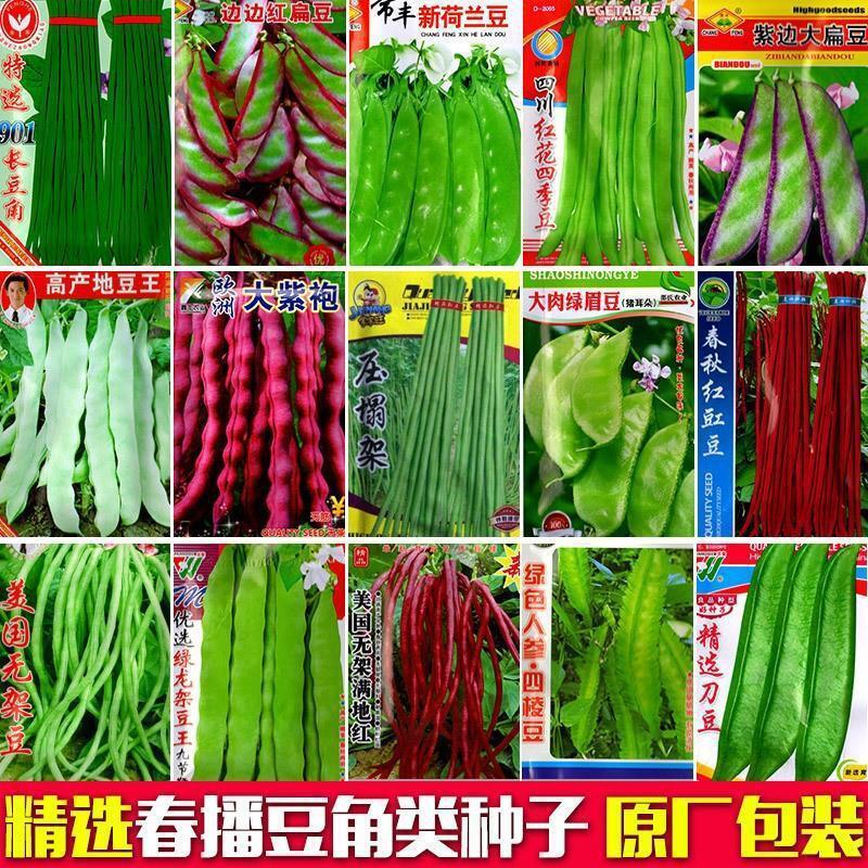 *现货*豇豆芸豆九粒白长豆角种架豆原装四季蔬菜豆角种子大全菜种子批发Cowpeas, kidney beans, nine-grain white long bean seeds, trellis b