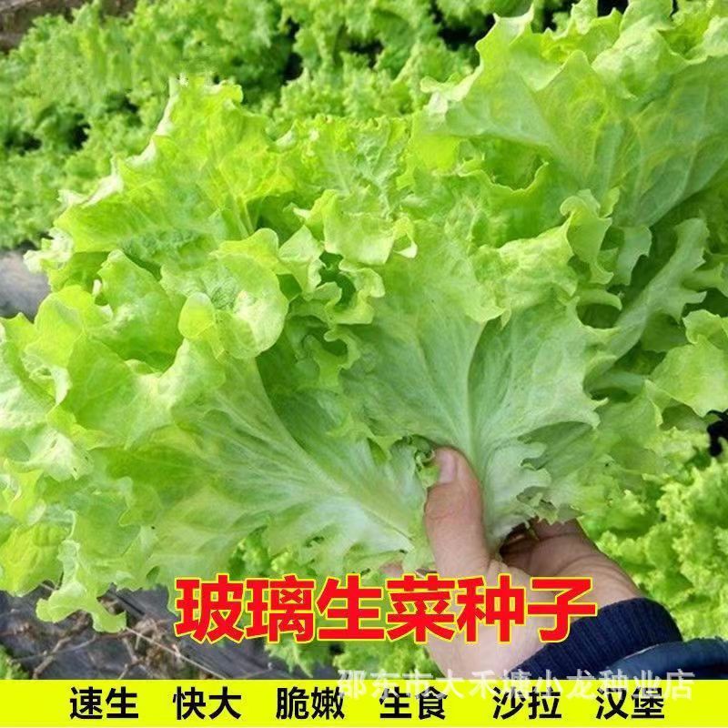 *现货*四季玻璃生菜种子生菜籽种子球生菜生吃脆甜阳台盆栽秋季蔬菜种子Four Seasons Glass Lettuce Seeds, Lettuce Seeds, Seed Balls2026041