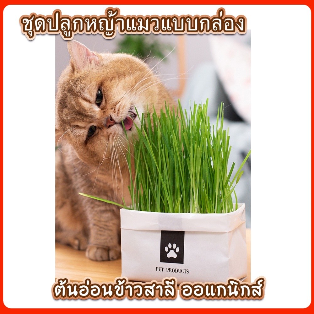 ชุดปลูกหญ้าแมว หญ้าแมว [มือใหม่ก็ปลูกได้ เมล็ดพันธุ์คุณภาพ] หญ้าสัตว์เลี้ยง หมา กระต่าย เต่า แกสบี้ แฮมเตอร์